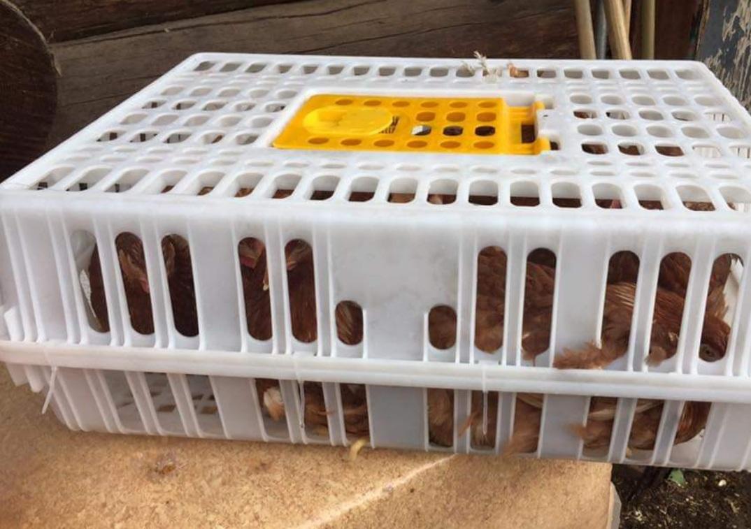 Poultry Crates, (Stocked Product), 39 and 46 Alaska Farm Supply