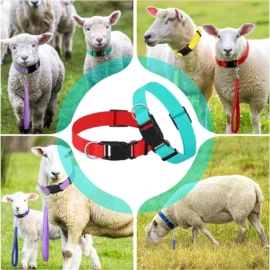 Sheep and Goat Collars & Leads (Stocked Products), $3 each