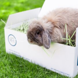 Premium Small Pet Hay, Stocked Product, $10